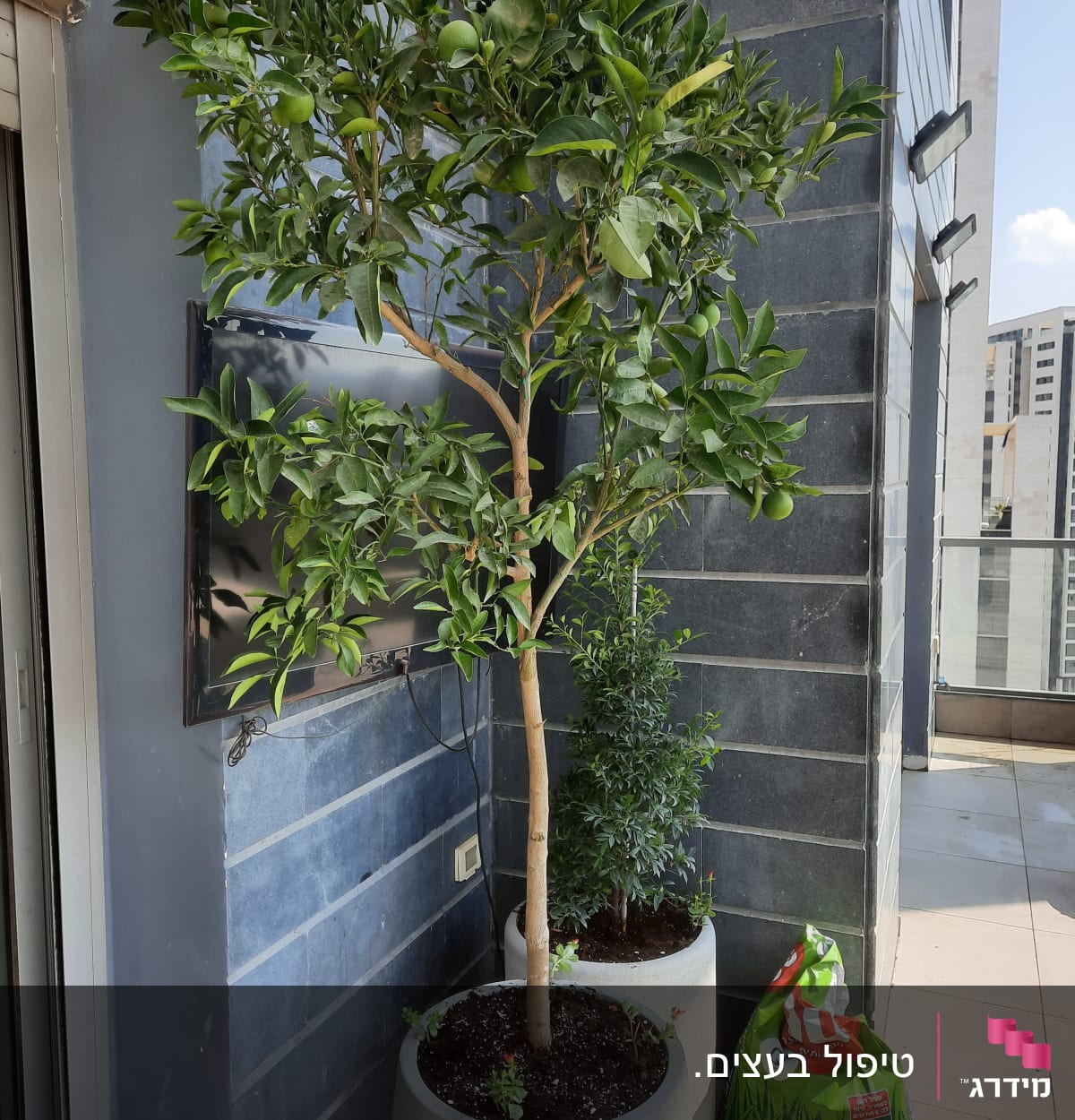 עץ בעציץ גדול, שק אדמה, משפך ירוק